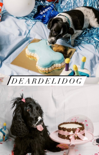 Αυτό είναι το success story του DearDeliDog, του πρώτου ζαχαροπλαστείου ζώων στην Ελλάδα