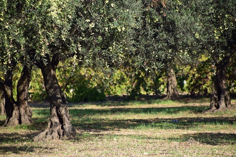 3ο ELIA Lesvos Confest: Η Λέσβος στο παγκόσμιο προσκήνιο της ελιάς και της καινοτομίας